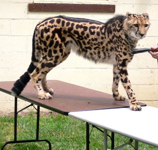 El guepardo real 628px-acinonyx_jubatus_king_cheetah